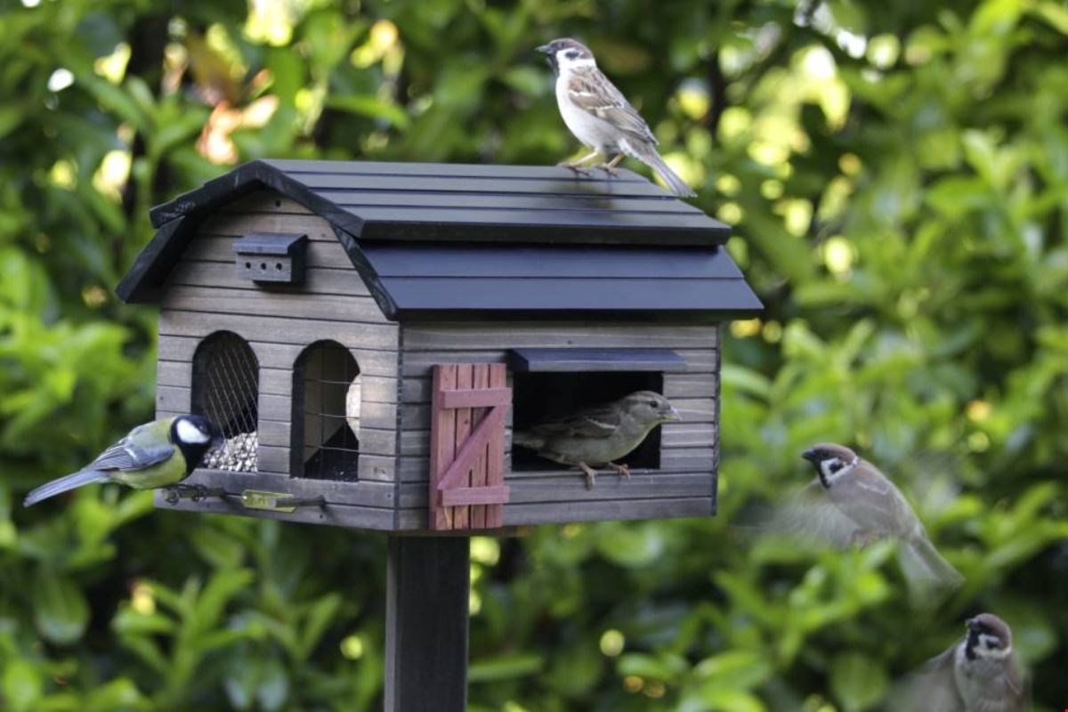 Te gekke vogelhuisjes vind je bij Vogelhuisjestore Te gekke vogelhuisjes vind je bij Vogelhuisjestore