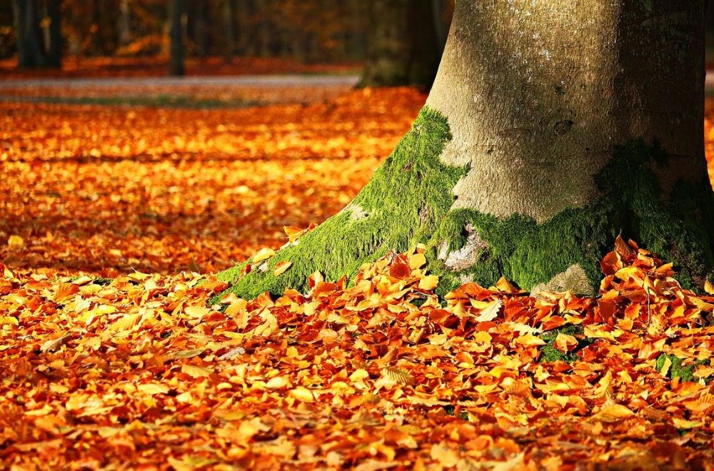 Wandelen in de herfst, hier een paar tips Wandelen in de herfst, hier een paar tips