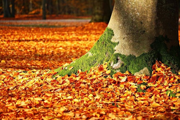 Wandelen in de herfst, hier een paar tips Wandelen in de herfst, hier een paar tips