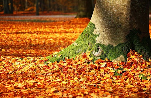 Wandelen in de herfst, hier een paar tips Wandelen in de herfst, hier een paar tips