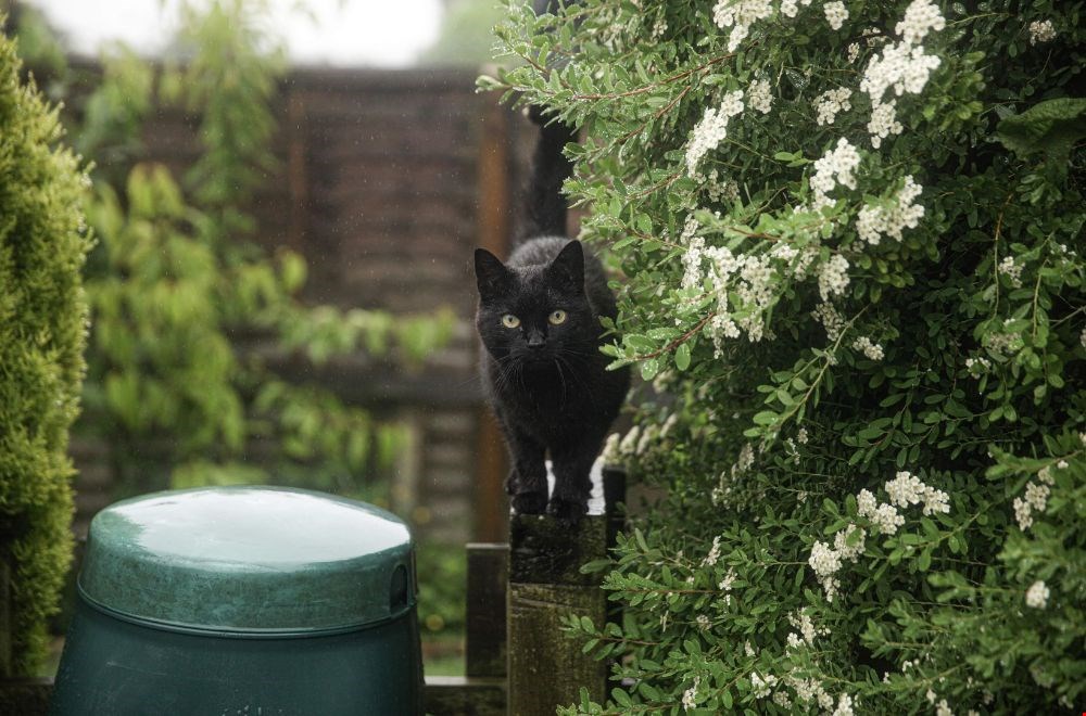 Duurzame tuin: alles wat je moet weten over regentonnen Duurzame tuin: alles wat je moet weten over regentonnen