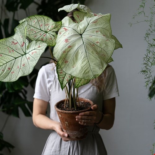 Kamerplanten trends van 2024 Kamerplanten trends van 2024