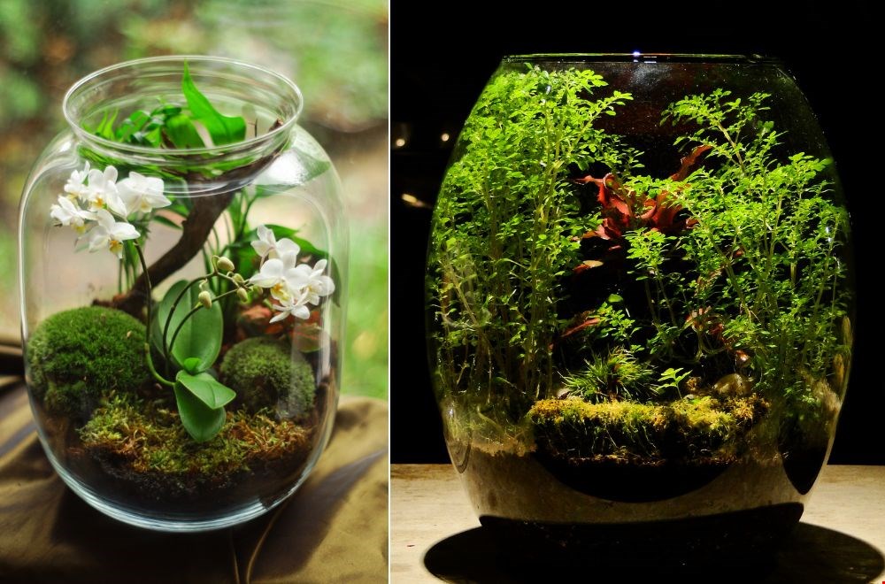 Dé plantentrend van 2024: aquatecture! Dé plantentrend van 2024: aquatecture!