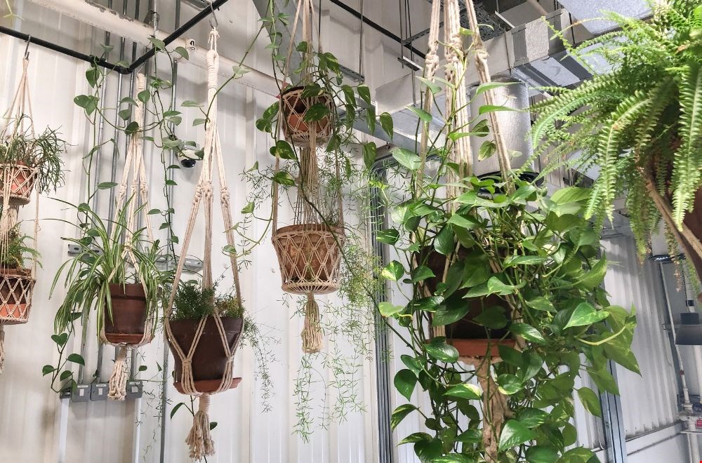 Hang verschillende planten naast elkaar om een plantengordijn te maken Hang verschillende planten naast elkaar om een plantengordijn te maken