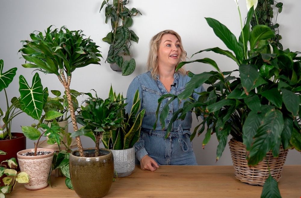 Leer in een online kamerplantencursus van Pucks Planten alles over kamerplanten Leer in een online kamerplantencursus van Pucks Planten alles over kamerplanten