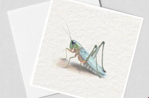 Kaarten met insecten die zo van het papier lijken te springen Kaarten met insecten die zo van het papier lijken te springen