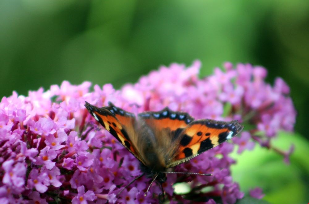 Vlinders en andere insecten weten je tuin snel te vinden als je zorgt voor planten zoals de Buddleja. Vlinders en andere insecten weten je tuin snel te vinden als je zorgt voor planten zoals de Buddleja.