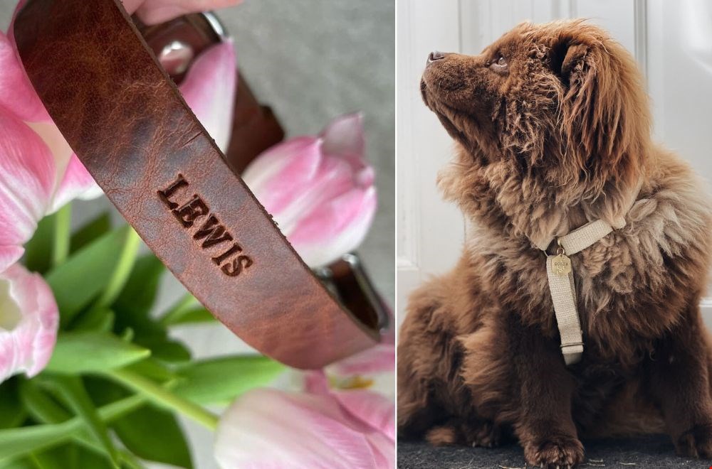 Prachtige en duurzame hondenriem Prachtige en duurzame hondenriem