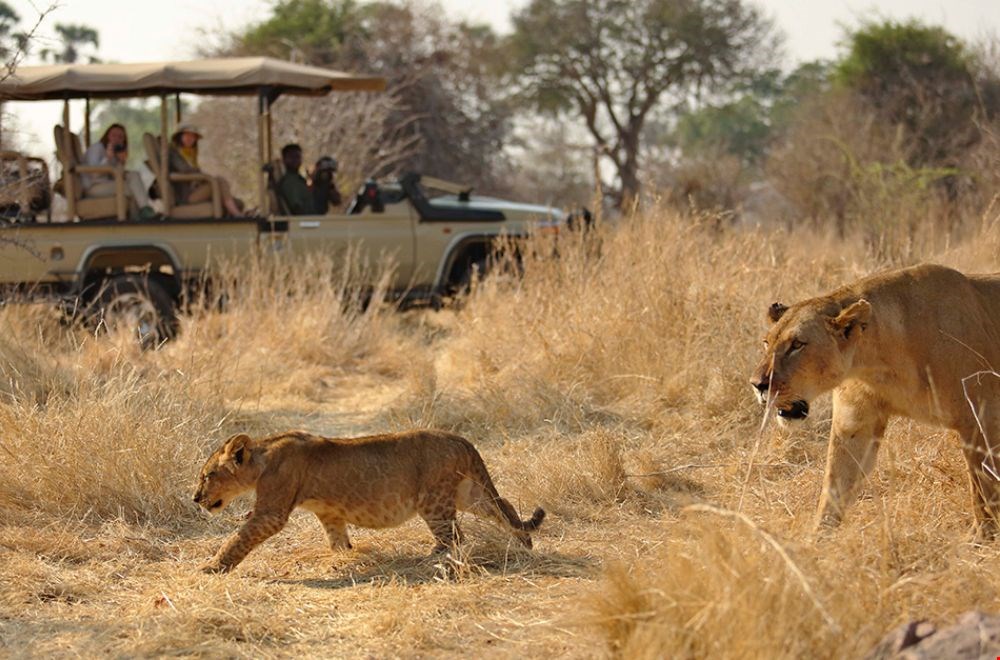 Natuurlijk ga je ook op safari in Tanzania