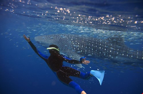 Misschien kom je wel een walvishaai tegen tijdens het snorkelen! Misschien kom je wel een walvishaai tegen tijdens het snorkelen!