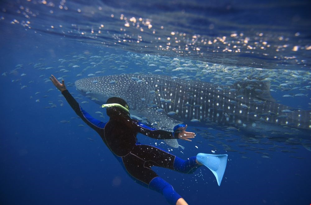 Misschien kom je wel een walvishaai tegen tijdens het snorkelen! Misschien kom je wel een walvishaai tegen tijdens het snorkelen!