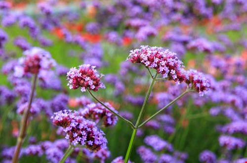 Plek over in je tuin? Plant een kleurrijke Verbena!