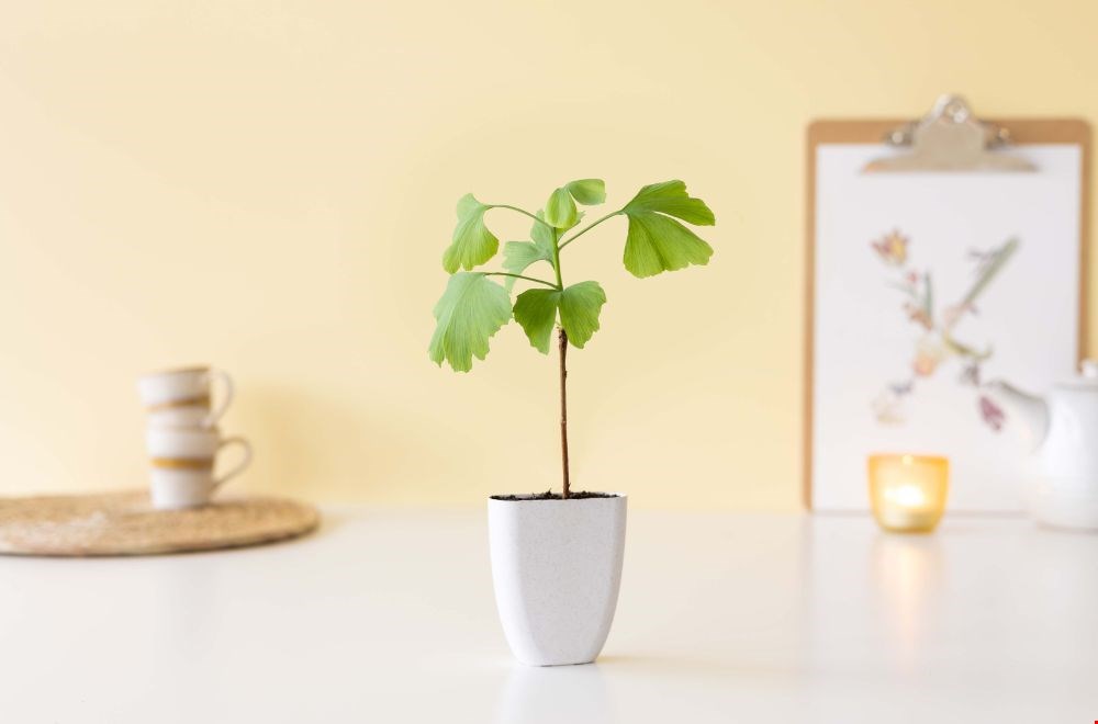 Duurzame cadeaus van Bloompost Duurzame cadeaus van Bloompost