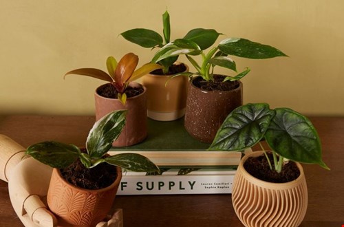 Breng deze herfst buiten naar binnen, bijvoorbeeld in de vorm van baby plantjes Breng deze herfst buiten naar binnen, bijvoorbeeld in de vorm van baby plantjes