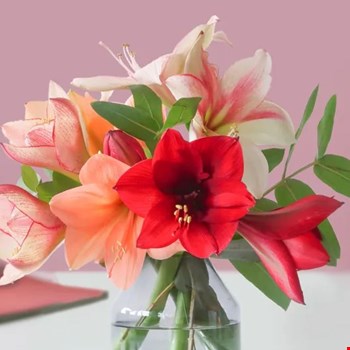 WIN één van de vier kerstboeketten Amaryllis Mix van BloomPost!