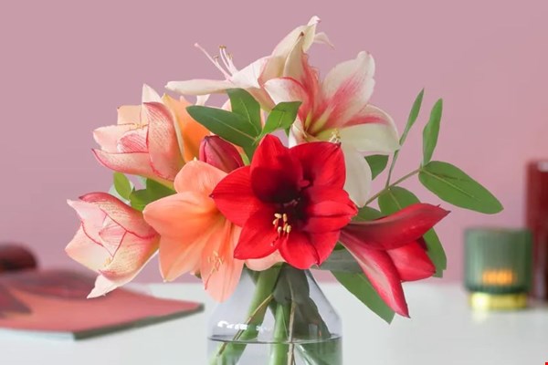 WIN één van de vier kerstboeketten Amaryllis Mix van BloomPost!