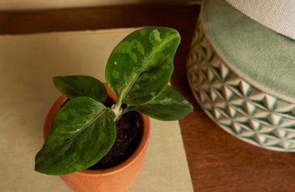 Aglaonema Tricolor