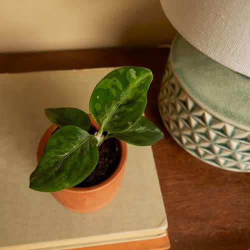 Aglaonema Tricolor