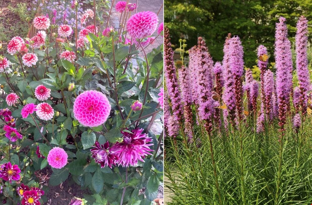 Plant nu je zomerbollen van Sprinklr voor een zomer vol kleur Plant nu je zomerbollen van Sprinklr voor een zomer vol kleur
