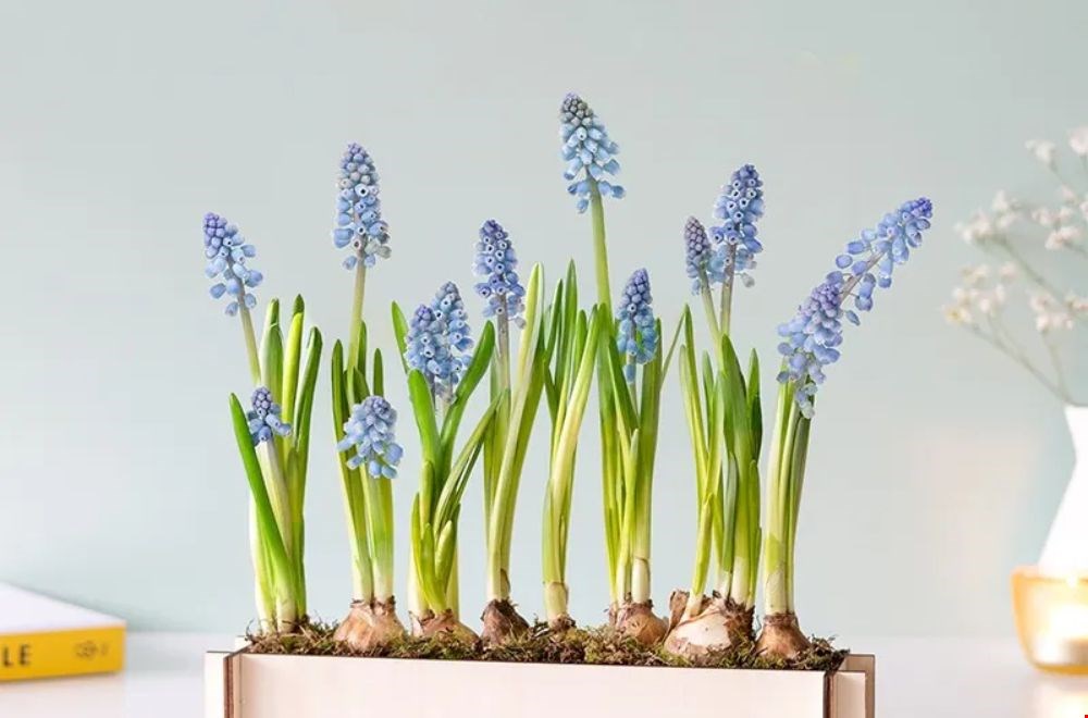 Instant lentegevoel met deze blauwe druifjes van Bloompost Instant lentegevoel met deze blauwe druifjes van Bloompost