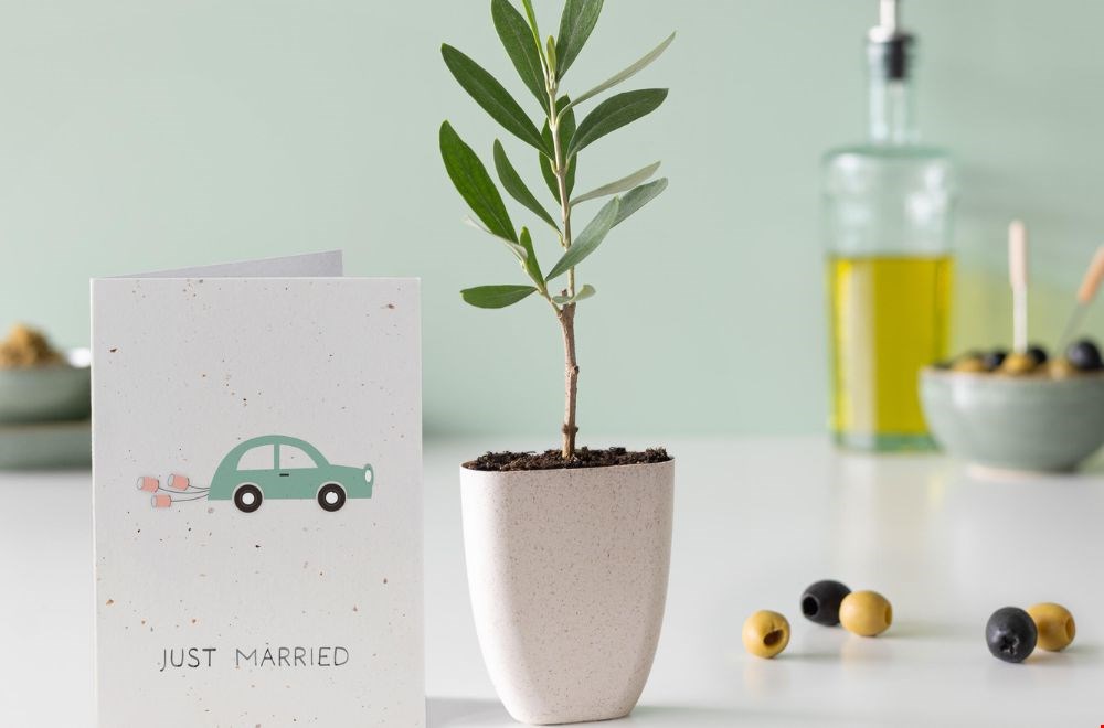 Een trouwcadeau dat blijft groeien? Check deze olijfboom van BloomPost Een trouwcadeau dat blijft groeien? Check deze olijfboom van BloomPost