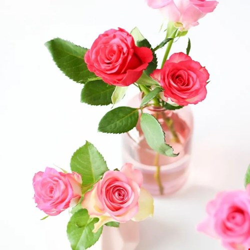 Pretty pink