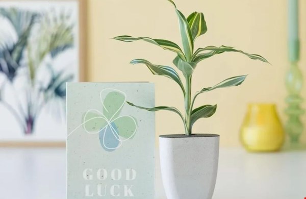 WIN een brievenbusboompje van BloomPost!