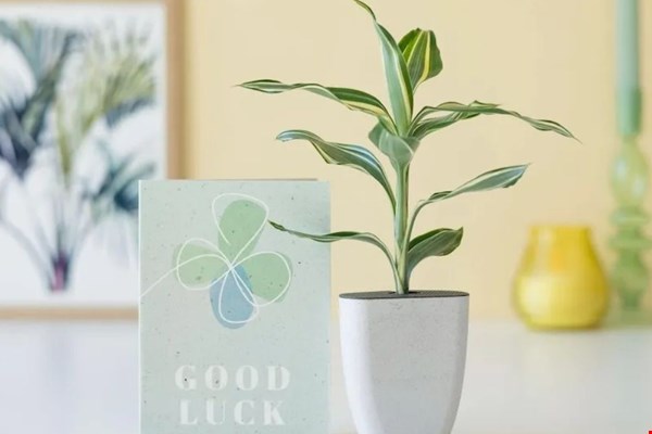 WIN een brievenbusboompje van BloomPost!