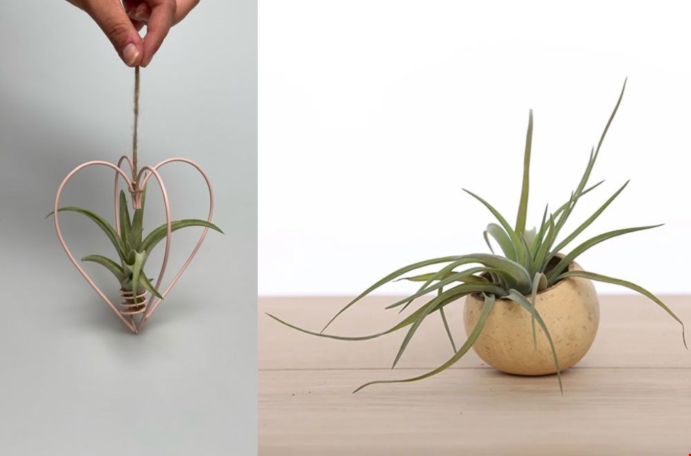 Airplants blijven altijd leuk, ook bij de juf zonder groene vingers Airplants blijven altijd leuk, ook bij de juf zonder groene vingers