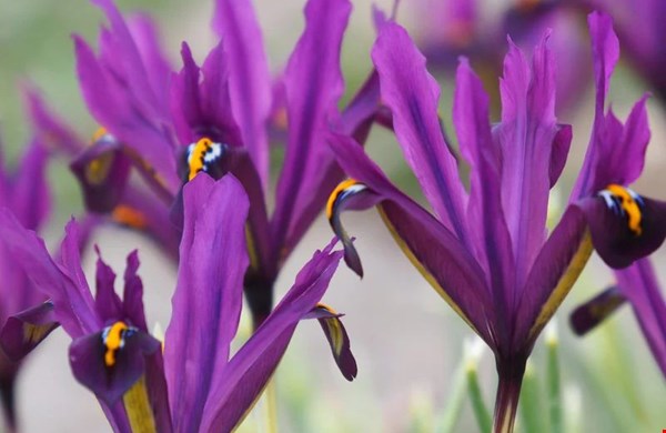 Iris J.S. Dijt