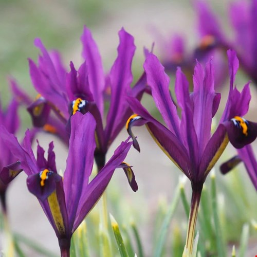 Iris J.S. Dijt