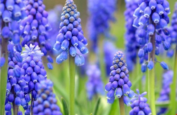 Blauwe druifjes