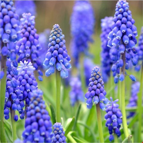 Blauwe druifjes