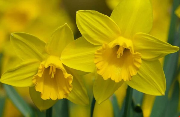 Narcis Carlton