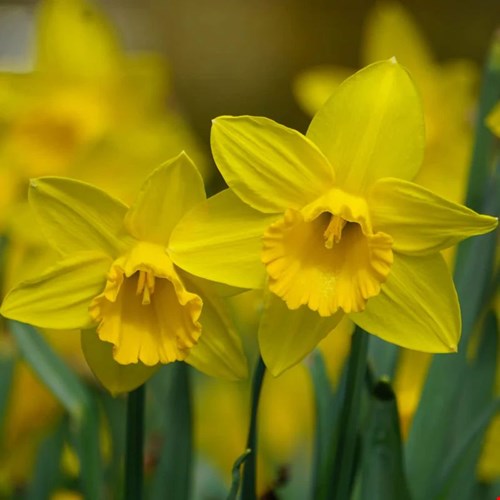 Narcis Carlton