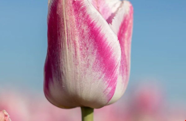Tulp Siesta