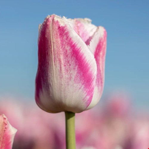 Tulp Siesta