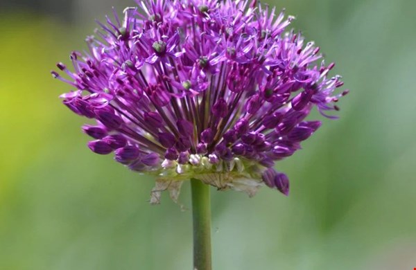 Allium Purple Sensation