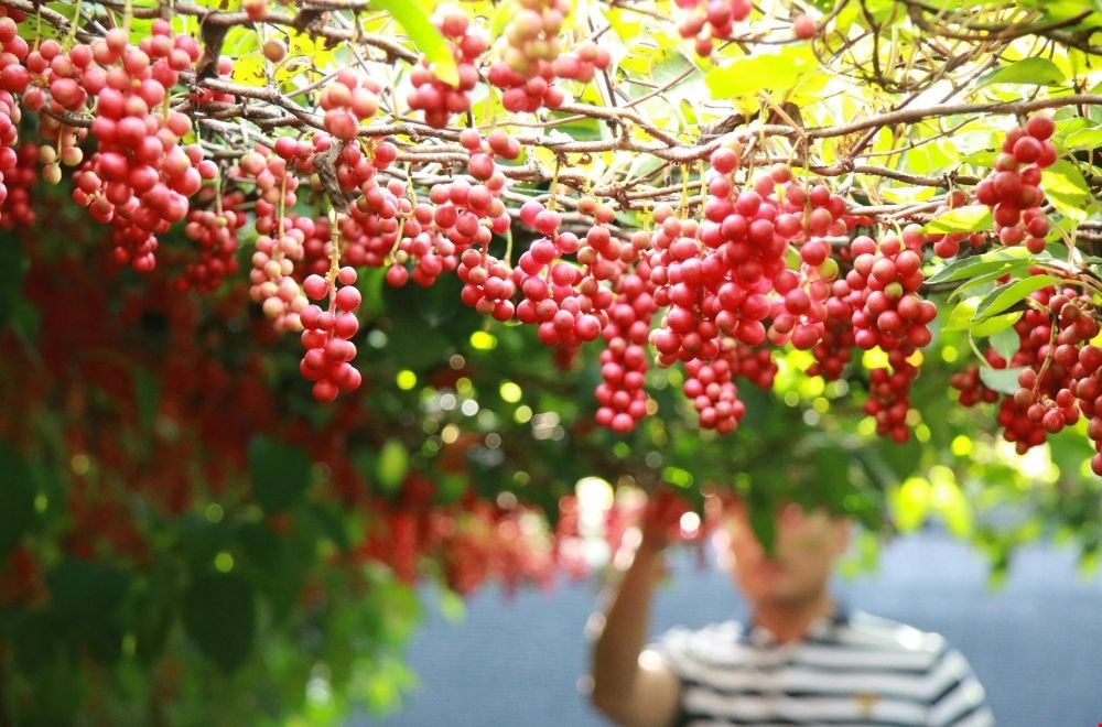 Nu kan het nog: druiven plukken in Limburg! Nu kan het nog: druiven plukken in Limburg!