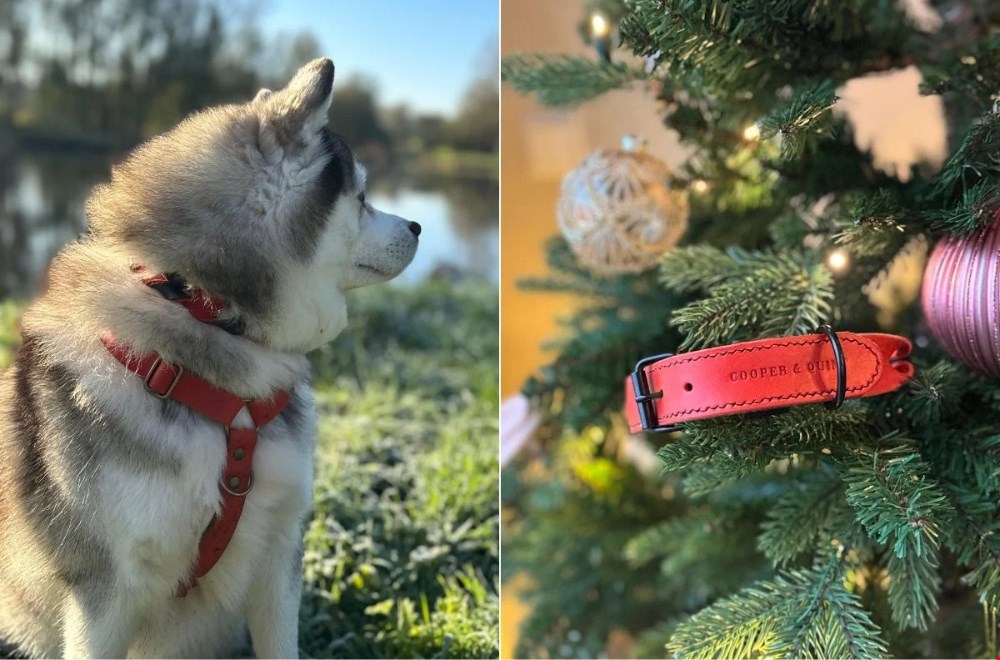 Holiday chic cadeau voor je hond van Cooper & Quint