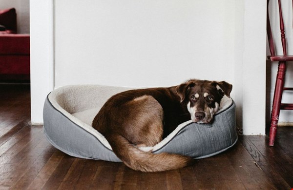 Zo richt je je huis stijlvol en diervriendelijk in