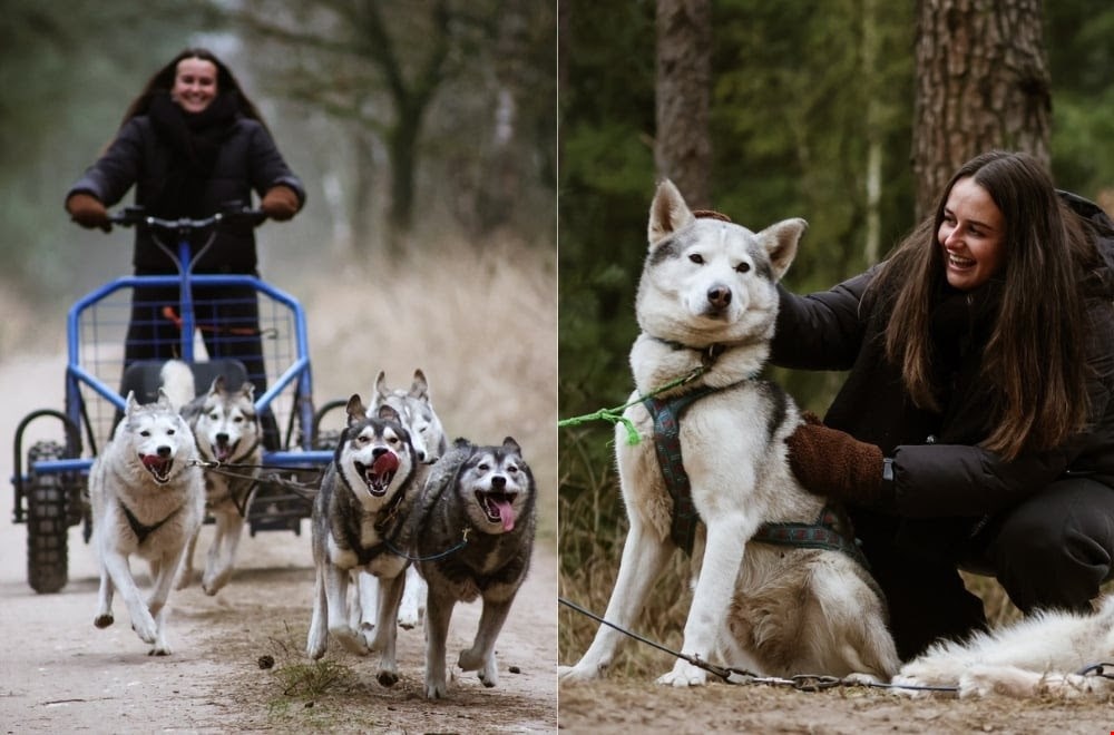 Huskytocht op de Veluwe met sledehonden en boslandschap tijdens husky workshop