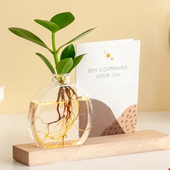 WIN 1 van de 4 BloomPost brievenbus lichtplantjes!