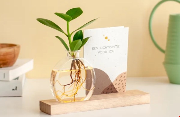 WIN 1 van de 4 BloomPost brievenbus lichtplantjes!