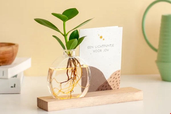 WIN 1 van de 4 BloomPost brievenbus lichtplantjes!