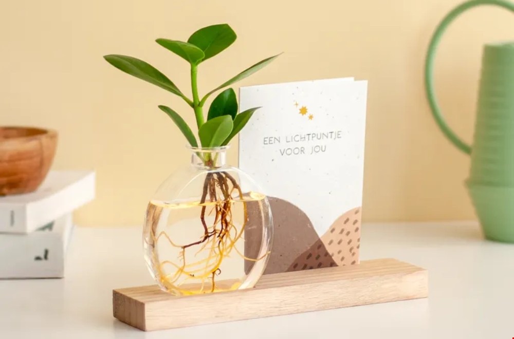 WIN 1 van de 4 BloomPost brievenbus lichtplantjes!