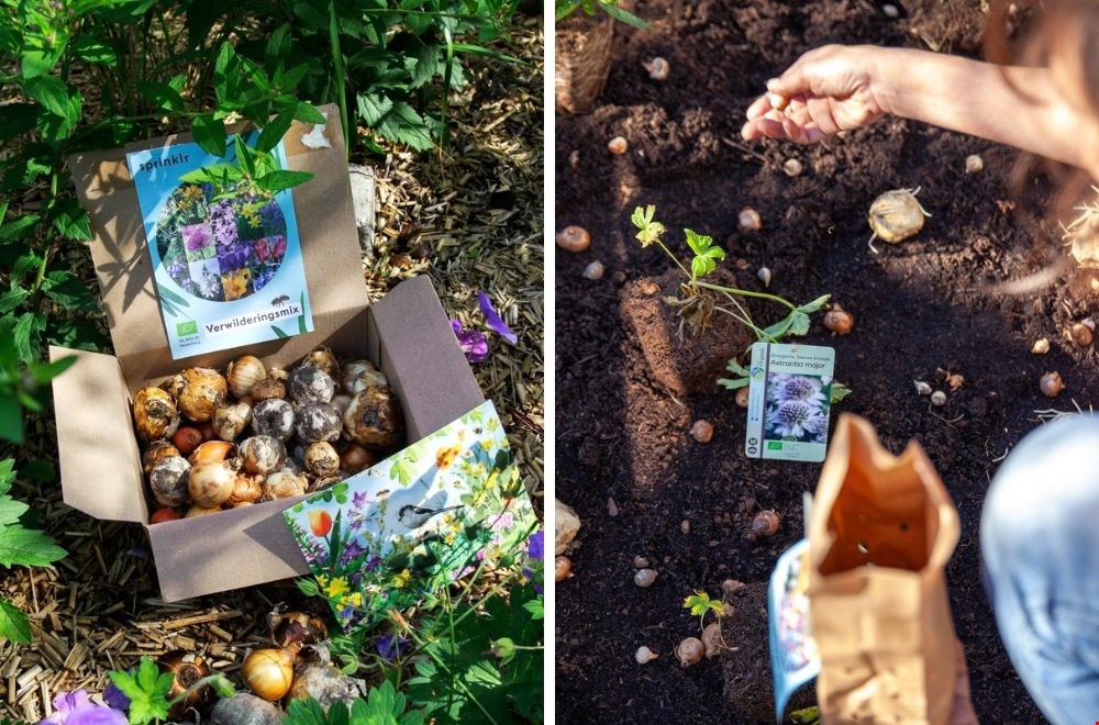 Biologische bloembollen van Sprinklr: nu uitzoeken, straks planten en in het voorjaar genieten.
