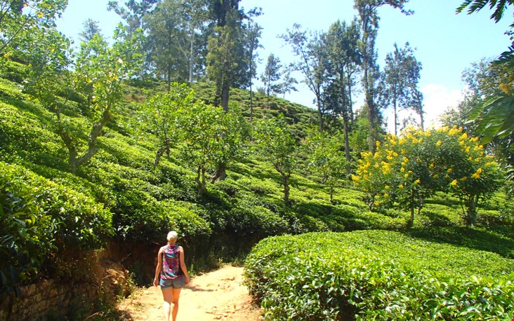 Natuurlijk kan een wandeling door de theevelden van Sri Lanka, het land van de thee, niet ontbreken Natuurlijk kan een wandeling door de theevelden van Sri Lanka, het land van de thee, niet ontbreken