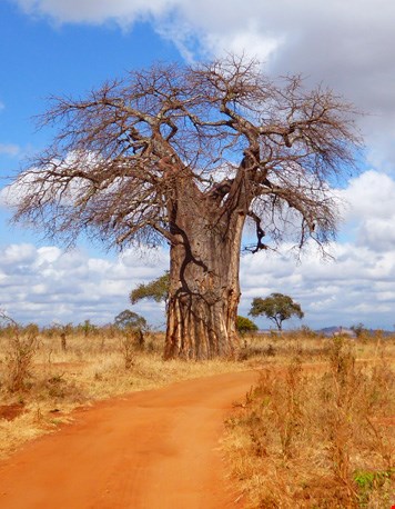 Baobab Baobab