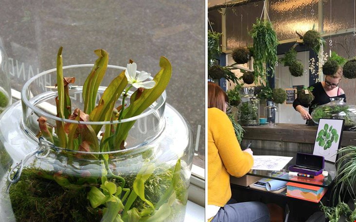 De zussen Miranda & Patricia zullen je doorlopend bezig zien met groen, bij hen kun je je eigen kokedama of terrarium maken. De zussen Miranda & Patricia zullen je doorlopend bezig zien met groen, bij hen kun je je eigen kokedama of terrarium maken.